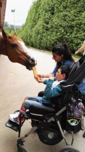 imagen alimentando a un caballo