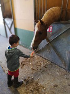 niño alimentando caballo